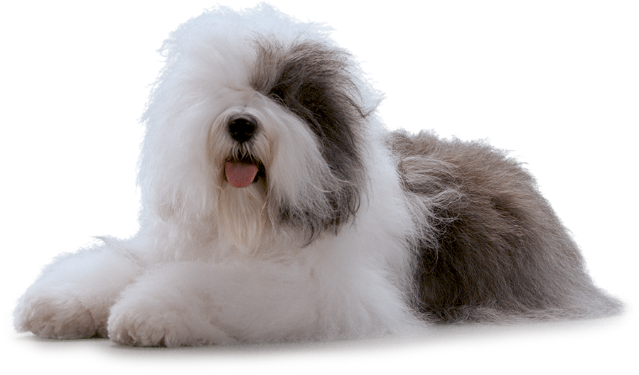 Dulux dog